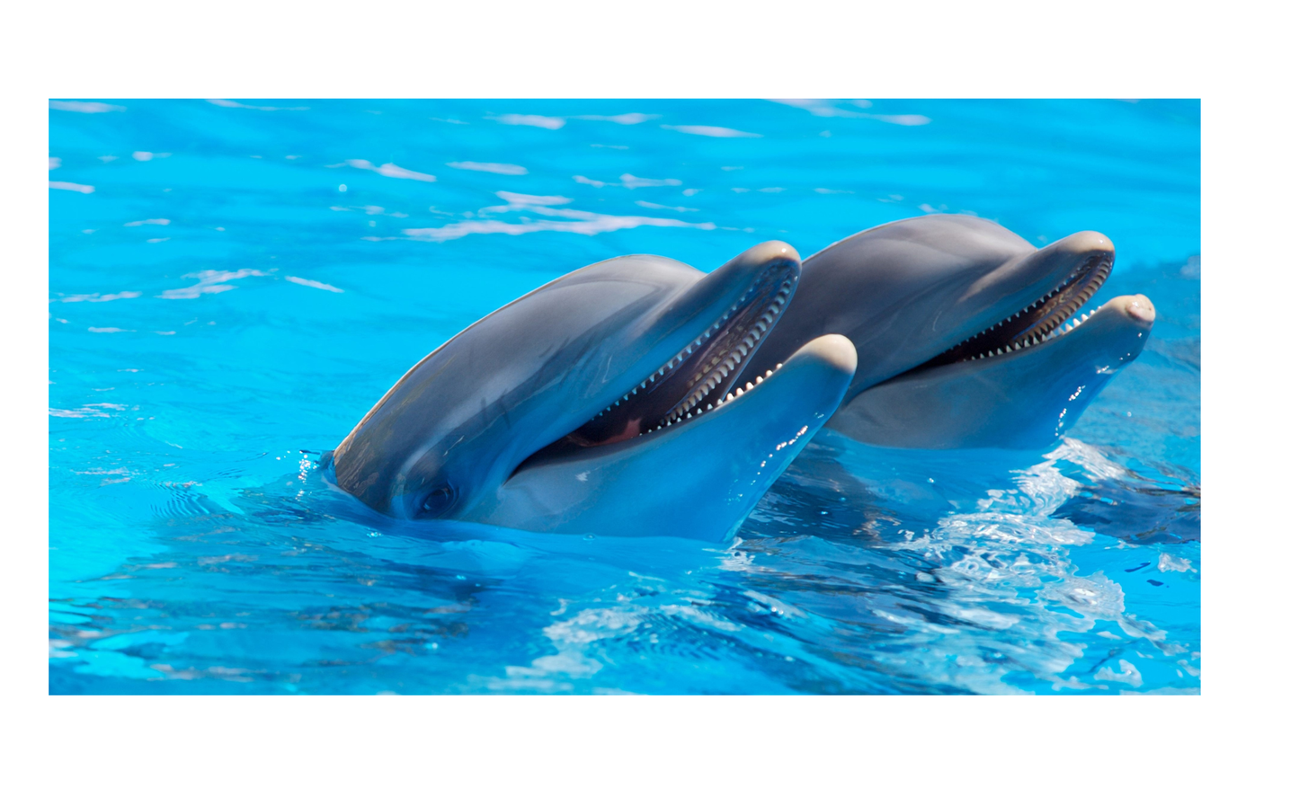 Dolphine License Plate 6x12