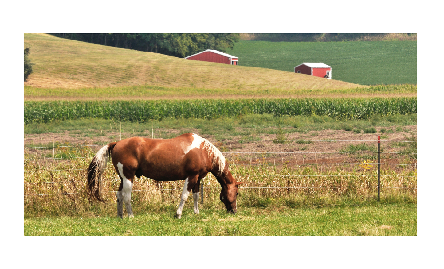 Horse in Farm License Plate 6x12