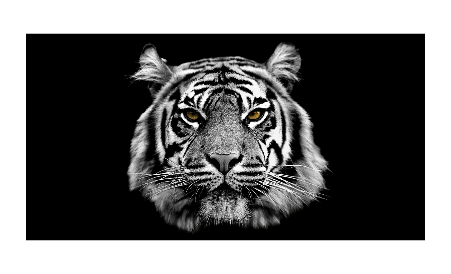 White Tiger Face License Plate 6x12