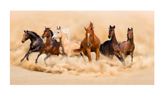 Horses License Plate 6x12