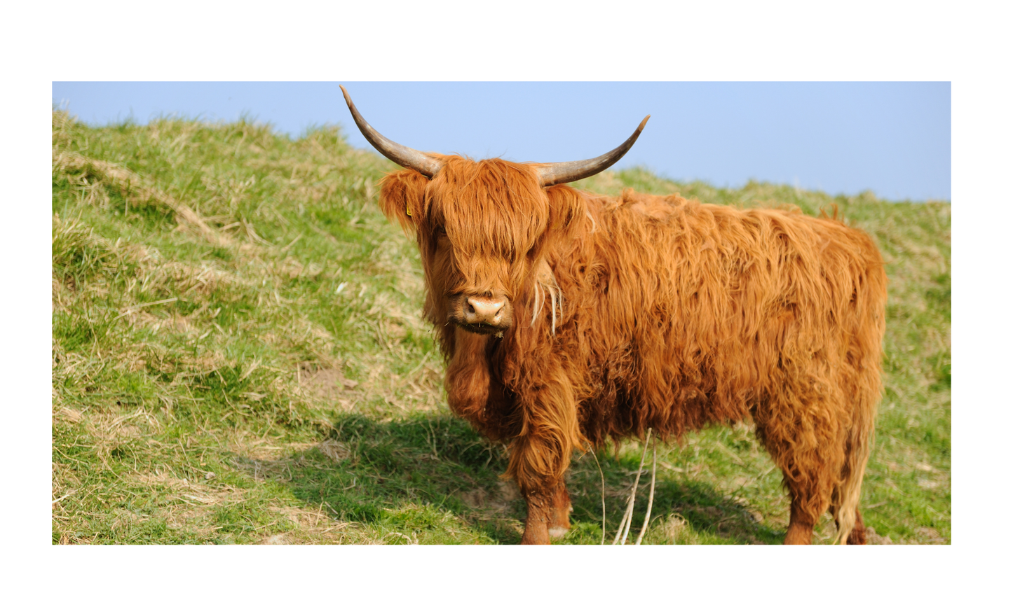 Cattle Cow License Plate 6x12