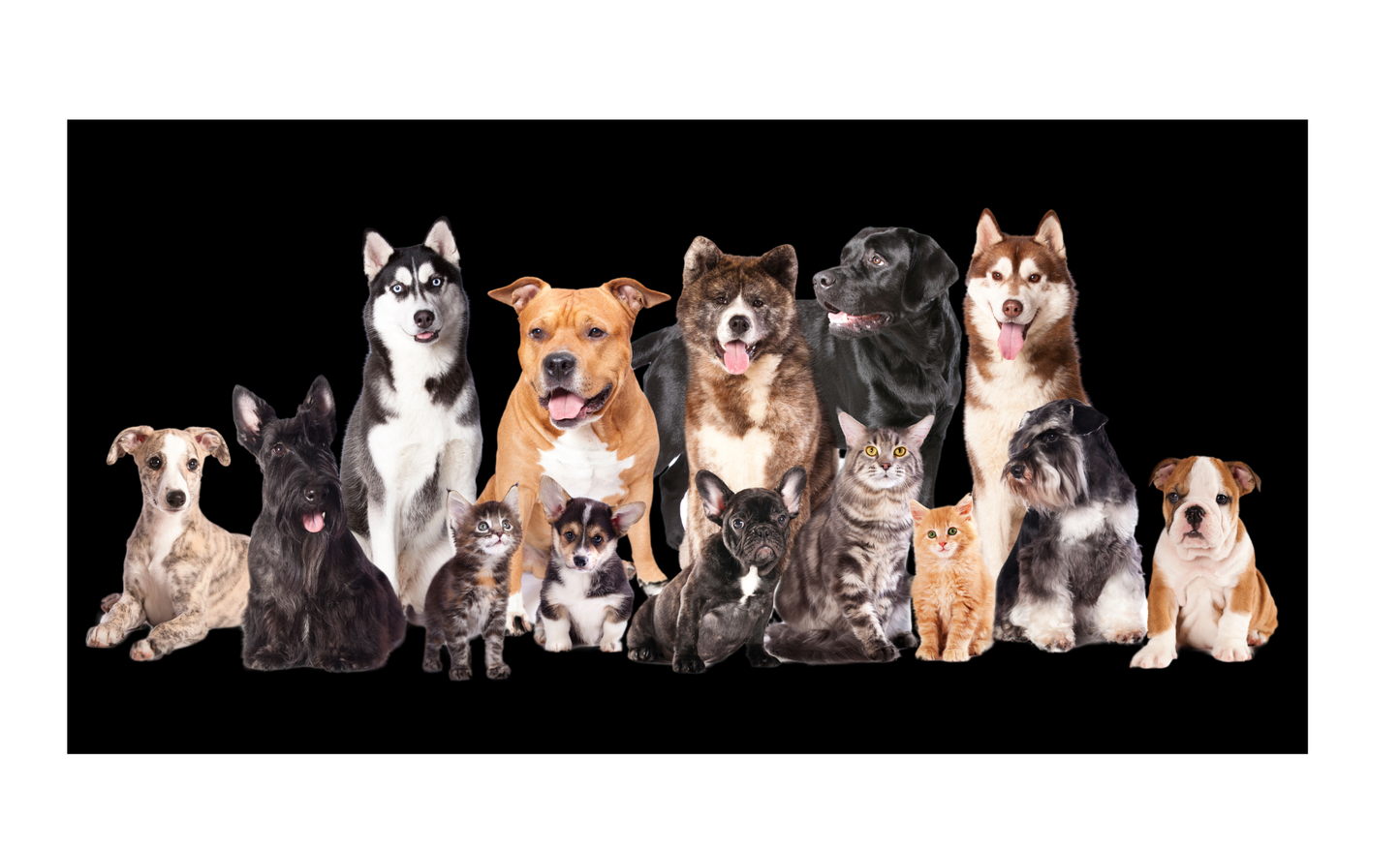 Mixed Dogs License Plate 6x12