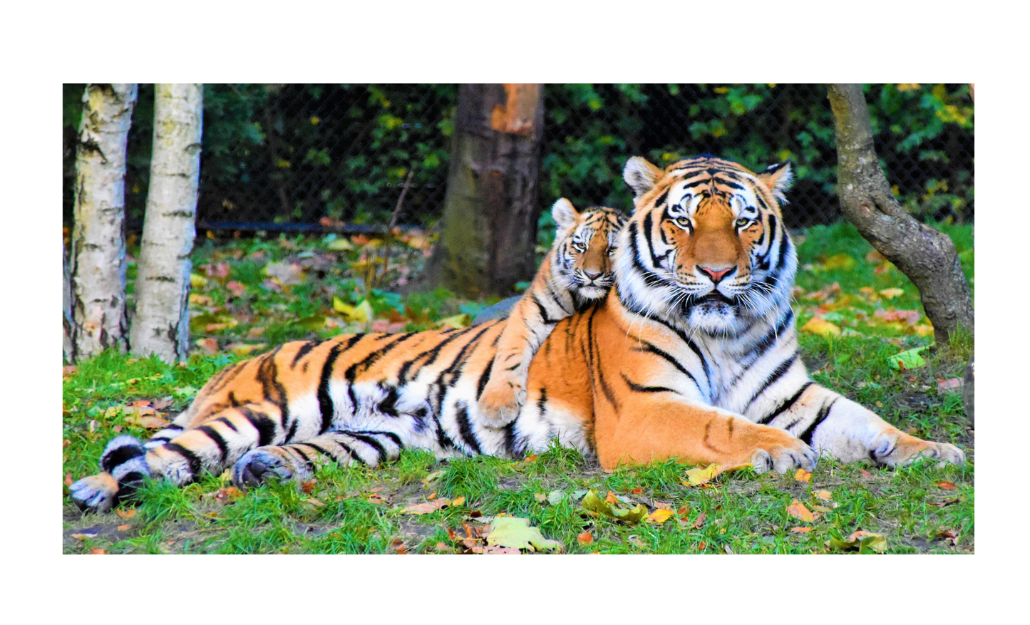 Tiger License Plate 6x12