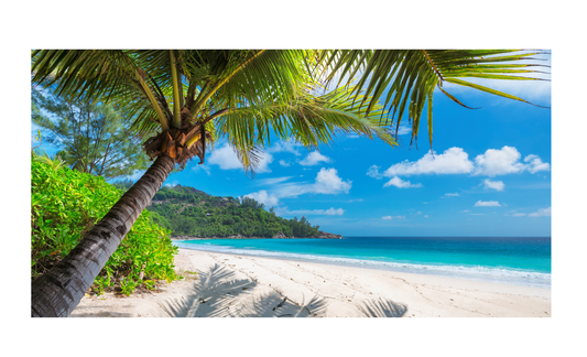 Beach with Palm Trees License Plate 6x12