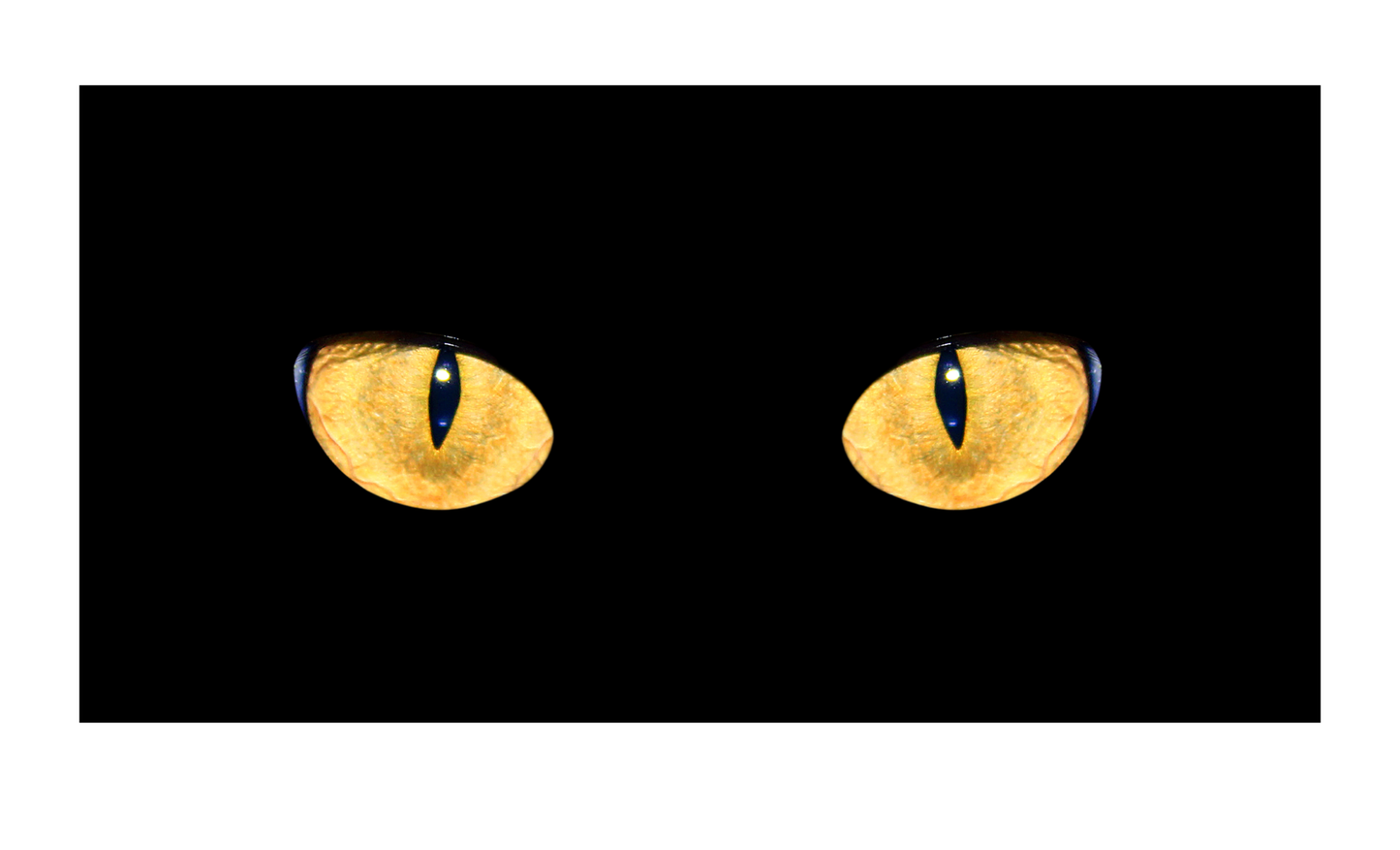 Cat Eyes License Plate 6x12