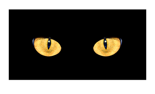 Cat Eyes License Plate 6x12
