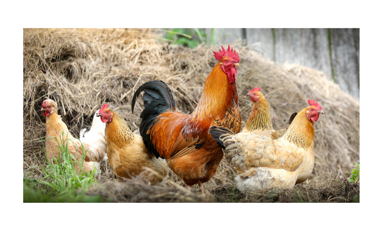 Chickens License Plate 6x12