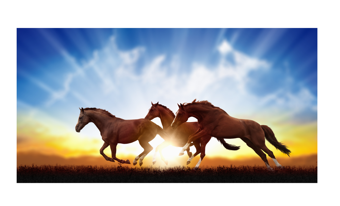 Horses Sunset License Plate 6x12