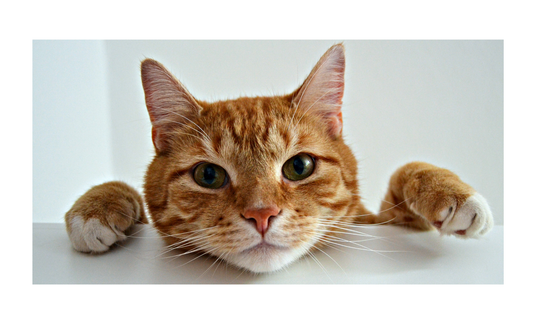 Orange Cat License Plate 6x12