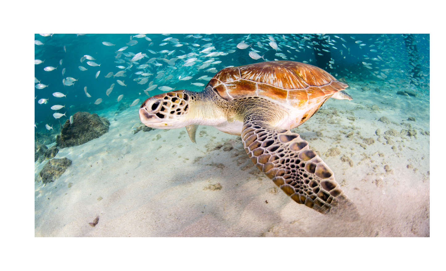 Sea Turtle License Plate 6x12