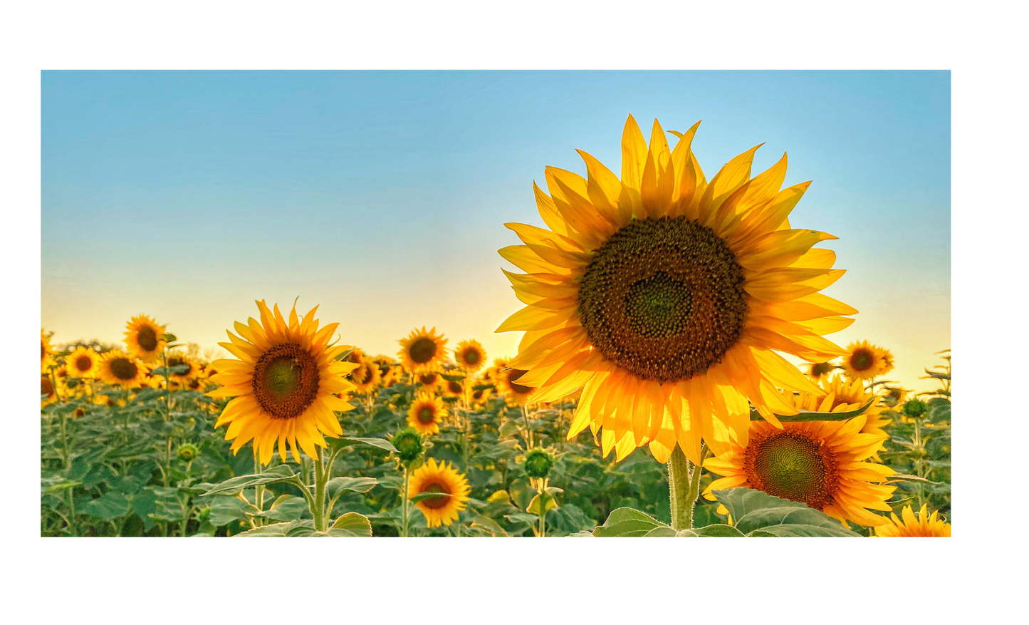 Sunflower License Plate 6x12