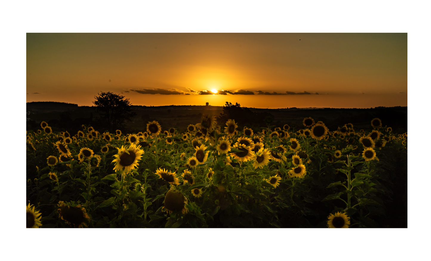 Sunflower Sunset License Plate 6x12