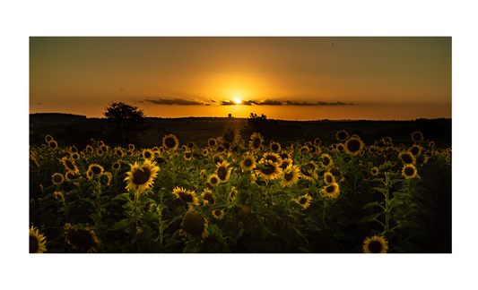Sunflower Sunset License Plate 6x12