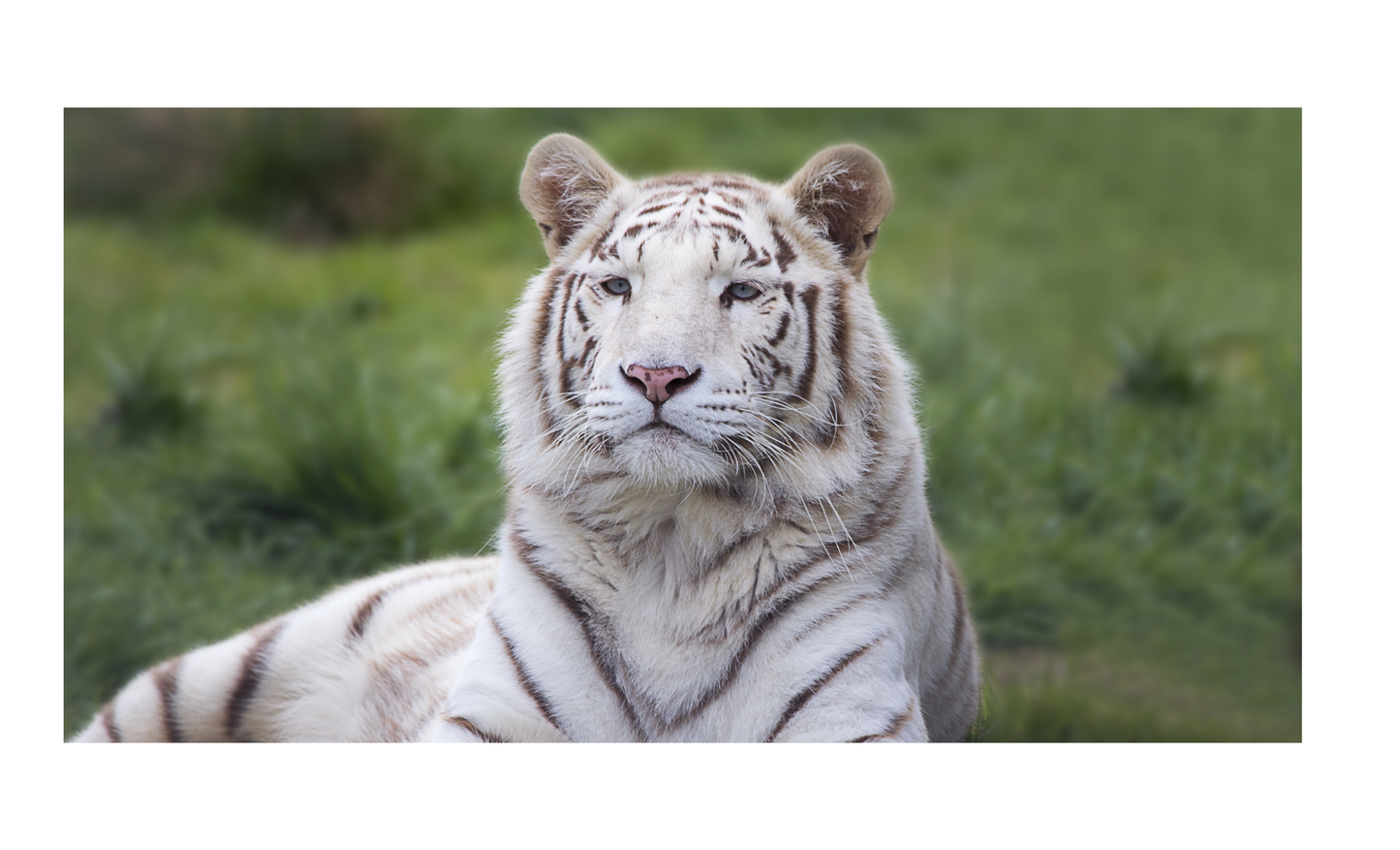 White Tiger License Plate 6x12