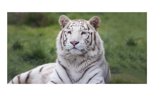 White Tiger License Plate 6x12