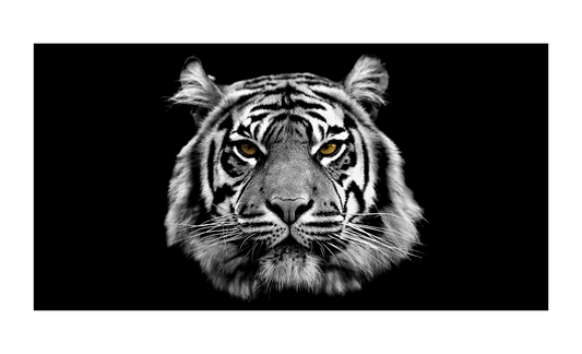 White Tiger Face License Plate 6x12